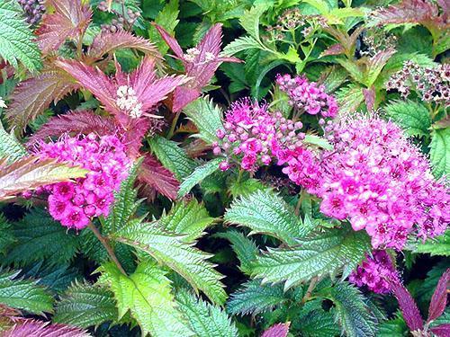 Spirea japonesa