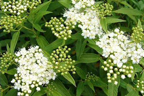 Spirea blanco japonés