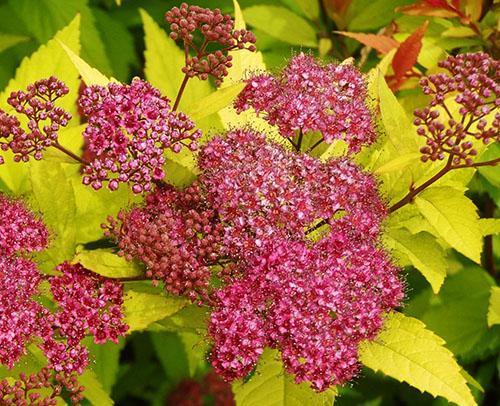 Spirea Bumald