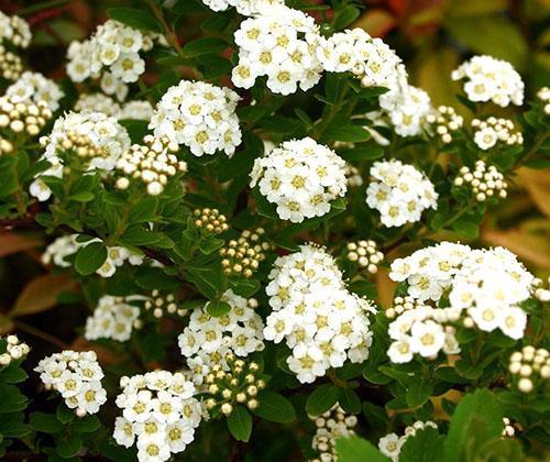 Nippon spirea