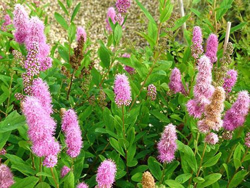 Spirea Douglas