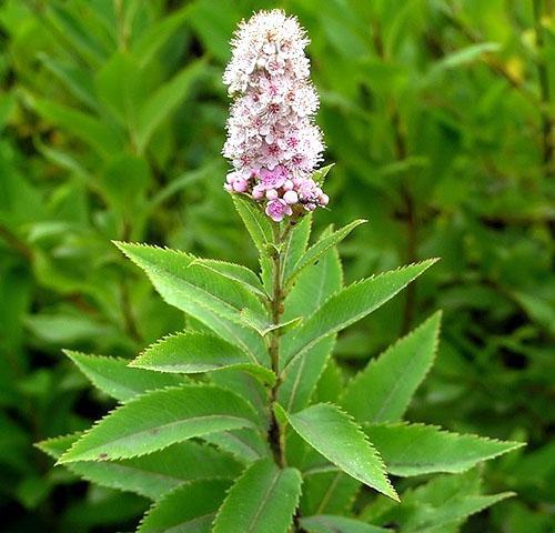 Sauce Spirea