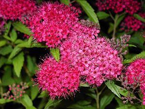 Fleurs de spirée japonaises de beauté étonnante