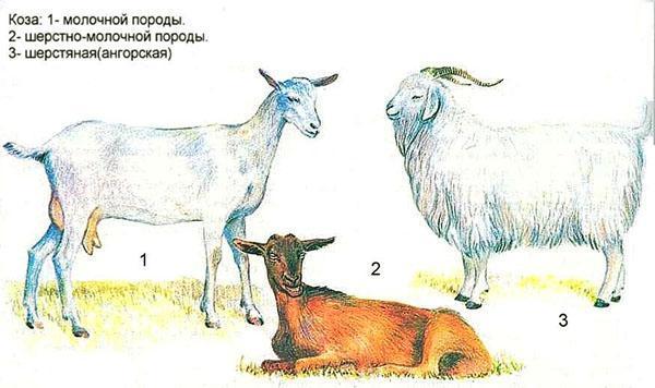 Chèvres de différentes races
