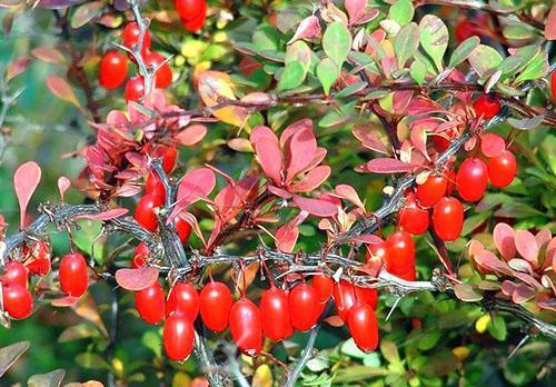 Agracejo común en otoño