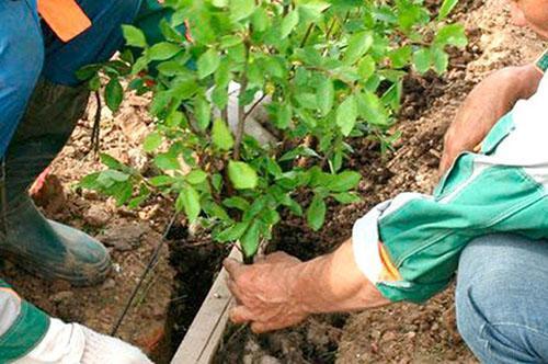 Planter des plants d'épine-vinette