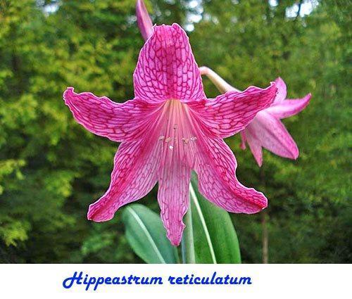 Нippeastrum reticulatum