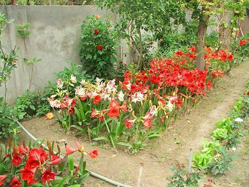 Cama de flores en su cabaña de verano