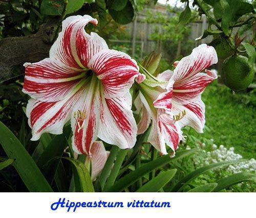 Hippeastrum vittatum