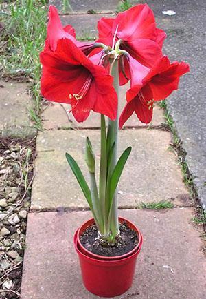 Hippeastrum en una olla