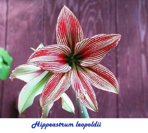 Hippeastrum leopoldii