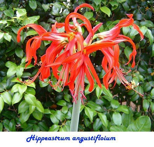 Hippeastrum angustifloium