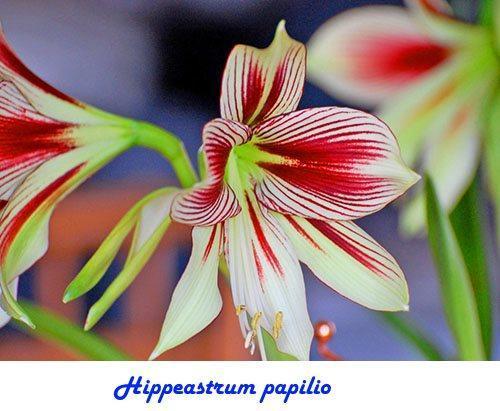 Hippeastrum papilio