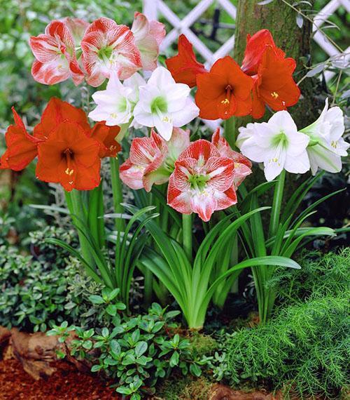 Hippeastrum en el jardín