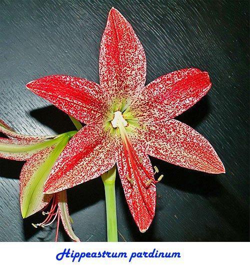 Hippeastrum pardinum