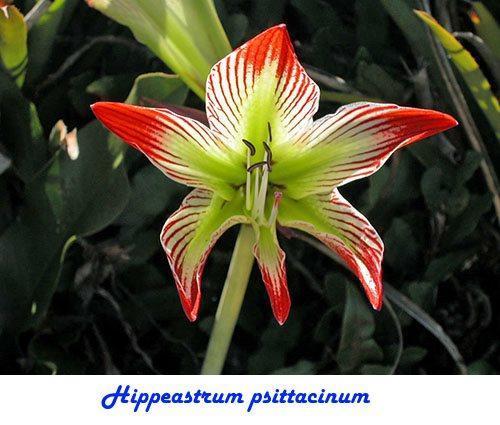 Hippeastrum psittacinum