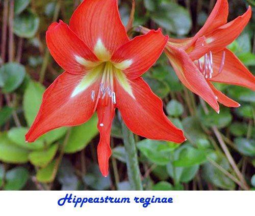 Hippeastrum reginae