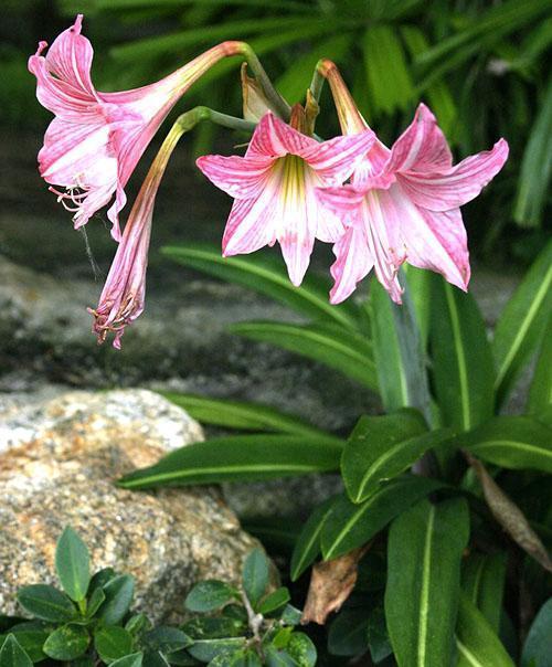 Hippeastrum fleurit dans la cour