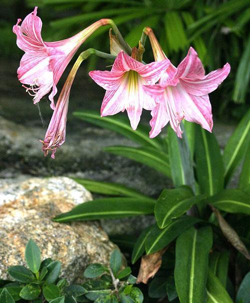 Hippeastrum florece en el patio.