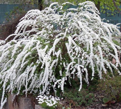 Spirea Grefsheim