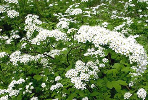 Spirea de hojas de roble en medio de la floración