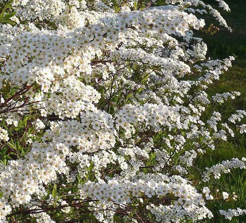 Flores de Spirea Argutta