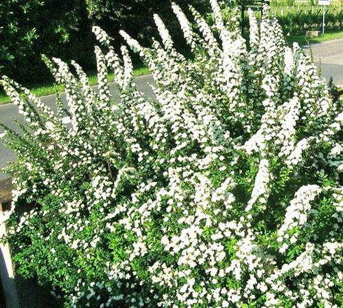 Nippon spirea en el callejón