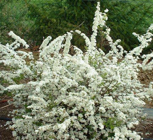 Spirea única de Thunberg