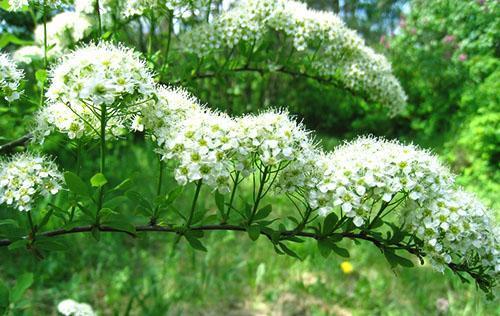 Inflorescencias delicadas de spirea Middle