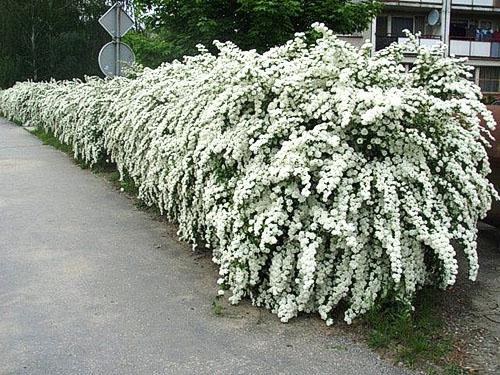 Inflorescencias delicadas de spirea Middle