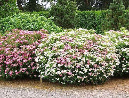 Spirea japonesa