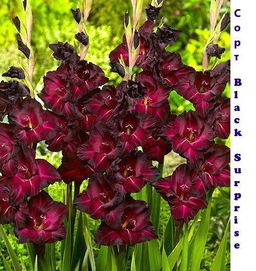 Gladiolo floreciente Sorpresa negra