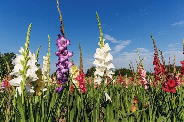 glaïeuls de jardin fleuri