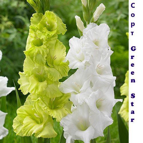 Gladiolus Green Star y variedad con flores blancas
