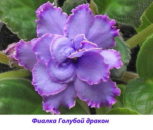 Dragon Bleu Violet
