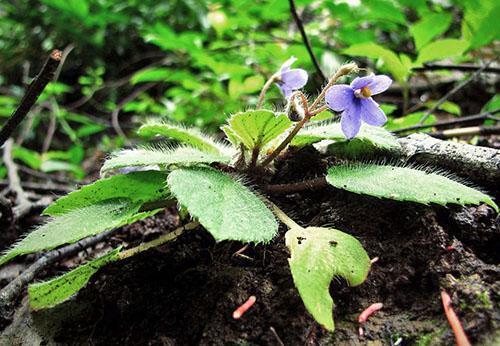 Violette à l'état sauvage