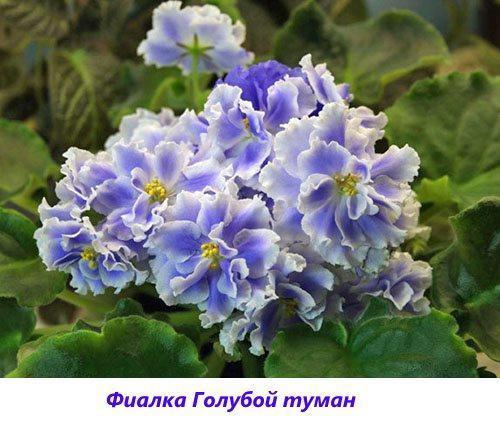 Brume bleu violet