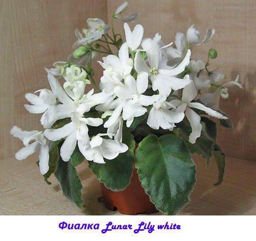 Violeta Lunar Lily blanco