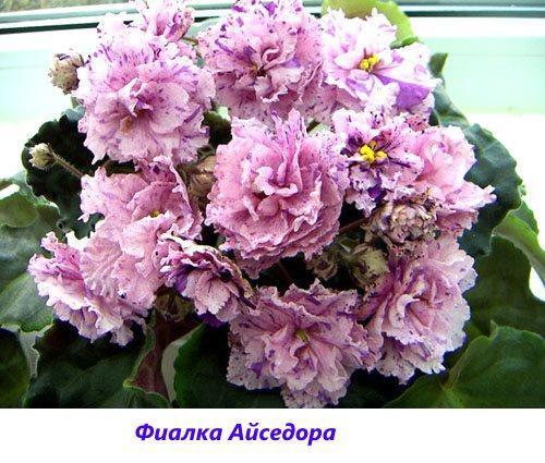 Isadora violette
