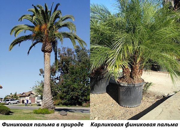 Palmera datilera en la naturaleza y palmera datilera enana