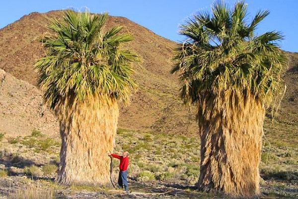 Washingtonia filamentosa en la naturaleza