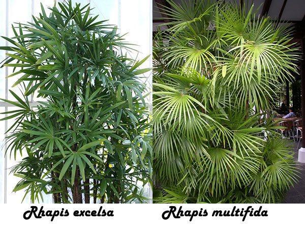 Rhapis excelsa et Rhapis multifida