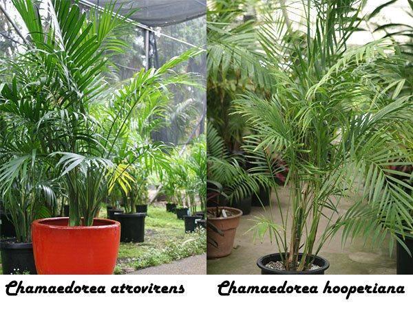 Chamaedorea atrovirens y Chamaedorea hooperiana