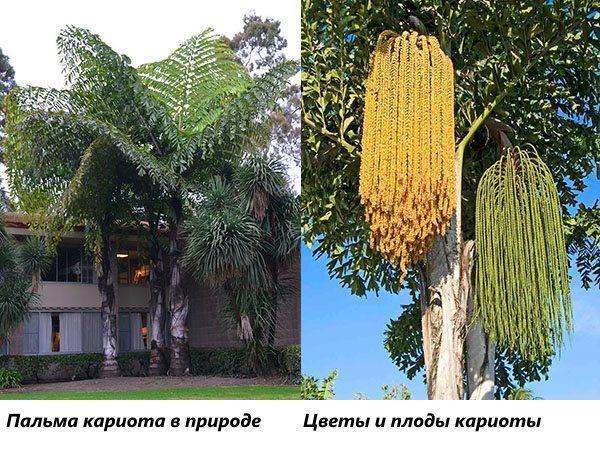 Palmier Caryota dans la nature et palmier avec fleurs et ovaires de fruits