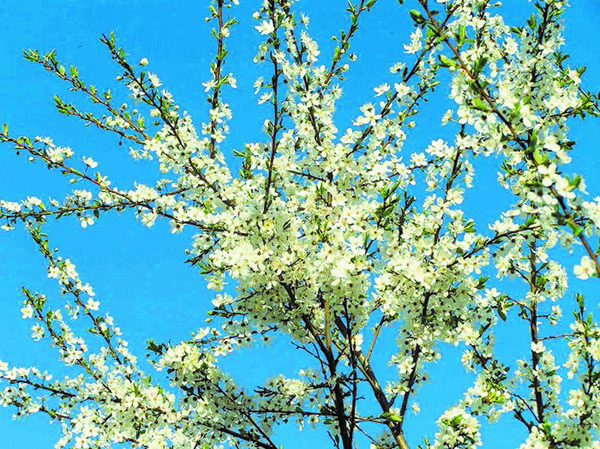 flor de ciruelo de cerezo