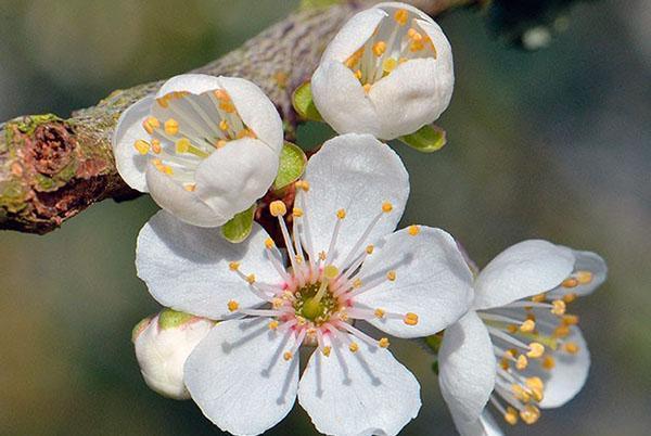 estructura de flor de ciruelo cereza