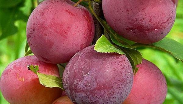 ciruela cereza encontrada en el jardín