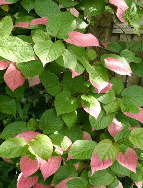 actinidia Kolomikta Adam