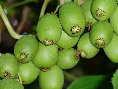 actinidia Kolomikta septiembre