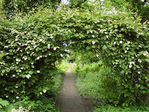 actinidia kolomikta dans le pays